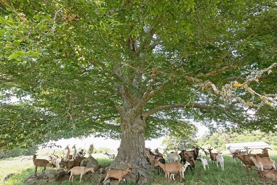 L'arbre du Deime, Cantal